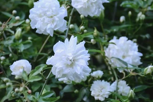 花语最悲伤的花有哪些，常见的有彼岸花、昙花等