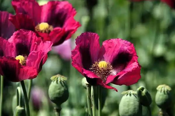 花语最悲伤的花有哪些，常见的有彼岸花、昙花等
