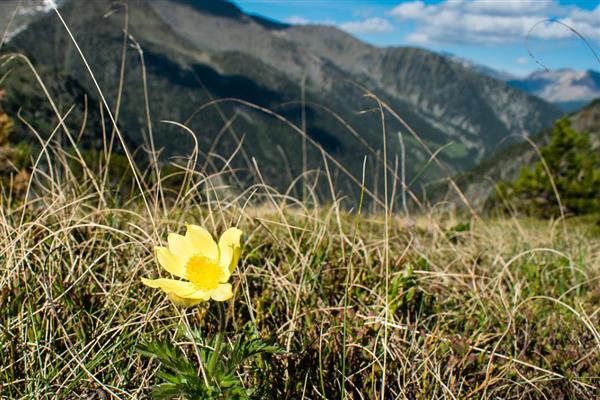 花语最悲伤的花有哪些，常见的有彼岸花、昙花等