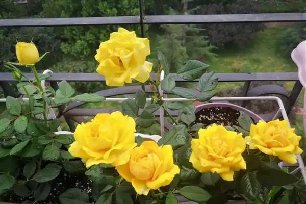 花语最悲伤的花有哪些，常见的有彼岸花、昙花等