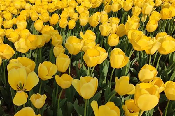 花语最悲伤的花有哪些，常见的有彼岸花、昙花等