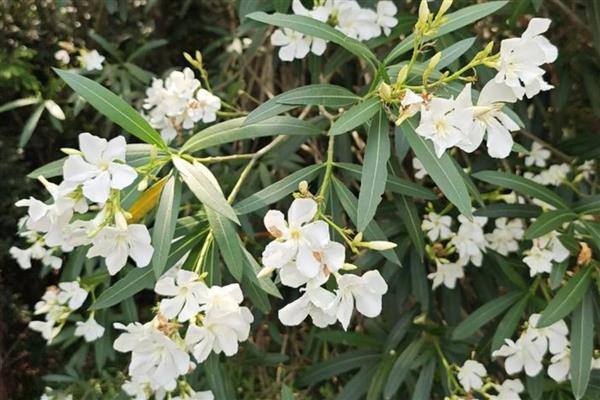 花语最悲伤的花有哪些，常见的有彼岸花、昙花等