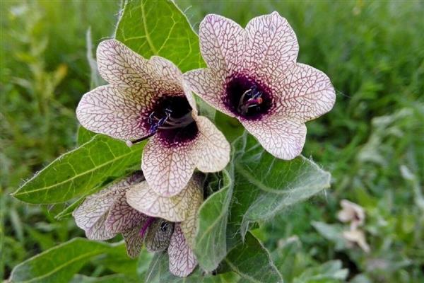 花语最悲伤的花有哪些，常见的有彼岸花、昙花等