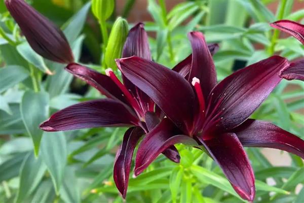 花语最悲伤的花有哪些，常见的有彼岸花、昙花等