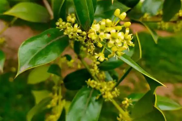 花语最悲伤的花有哪些，常见的有彼岸花、昙花等