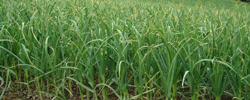 大蒜的防冻技术，施肥要以农家肥为主化肥为辅