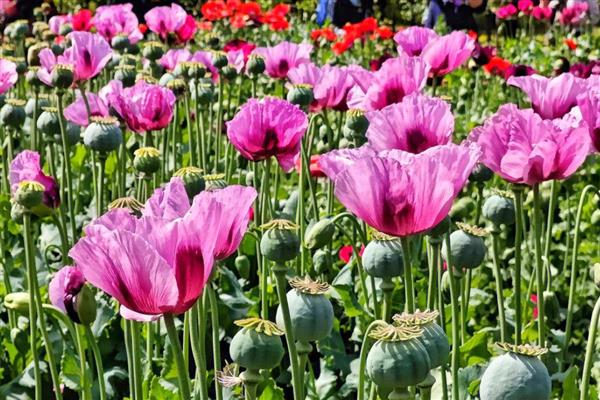 花语最悲伤的花有哪些，常见的有彼岸花、昙花等