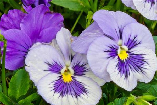 花语最悲伤的花有哪些，常见的有彼岸花、昙花等