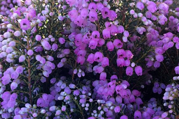 花语最悲伤的花有哪些，常见的有彼岸花、昙花等