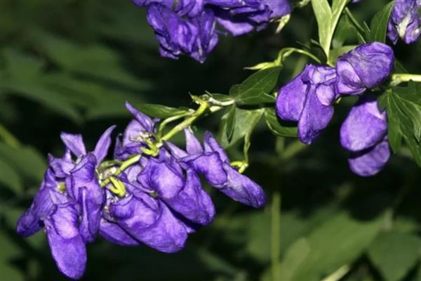 花语最悲伤的花有哪些，常见的有彼岸花、昙花等