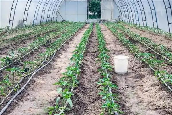 老龄大棚冬季怎样选择冲施肥，应注重选择微生物冲施肥
