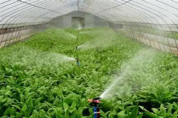 老龄大棚冬季怎样选择冲施肥，应注重选择微生物冲施肥