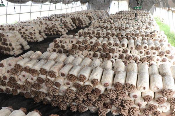 老龄大棚冬季怎样选择冲施肥，应注重选择微生物冲施肥