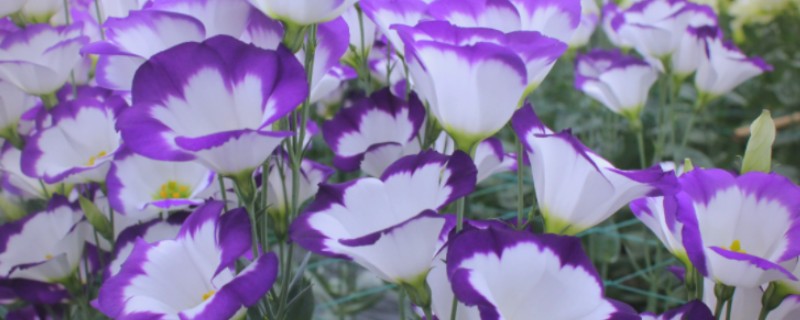 洋桔梗花的花语，寓意感情丰富、纯洁美丽等