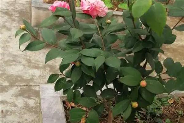 种植茶花的讲究，首先选择酸性土质
