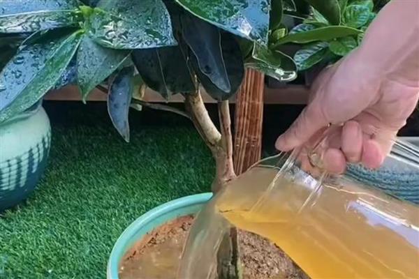 种植茶花的讲究，首先选择酸性土质