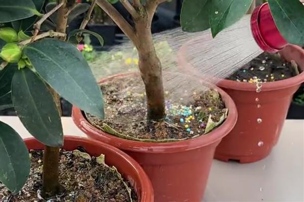 种植茶花的讲究，首先选择酸性土质