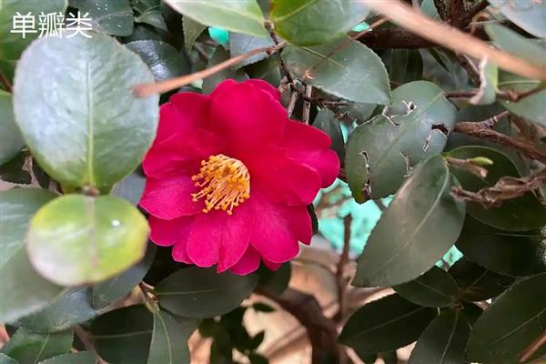 种植茶花的讲究，首先选择酸性土质