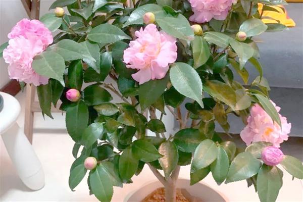 种植茶花的讲究，首先选择酸性土质