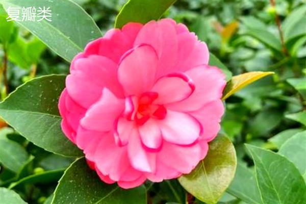 种植茶花的讲究，首先选择酸性土质