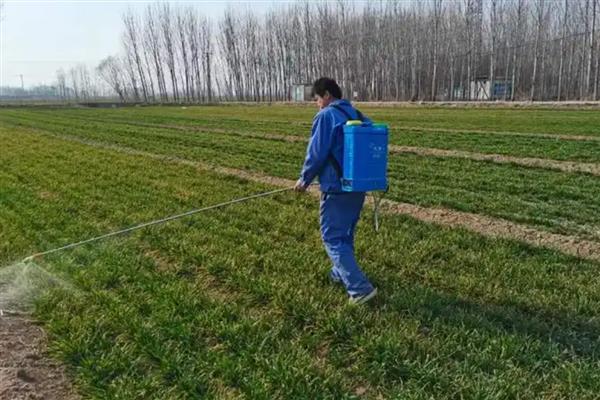 小麦除草剂和杀菌剂能混用吗，二者不可以混用