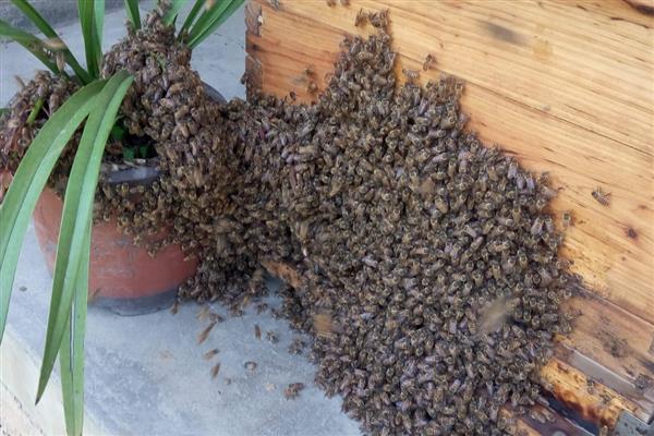 诱蜂水的配方，常见以下2种配方