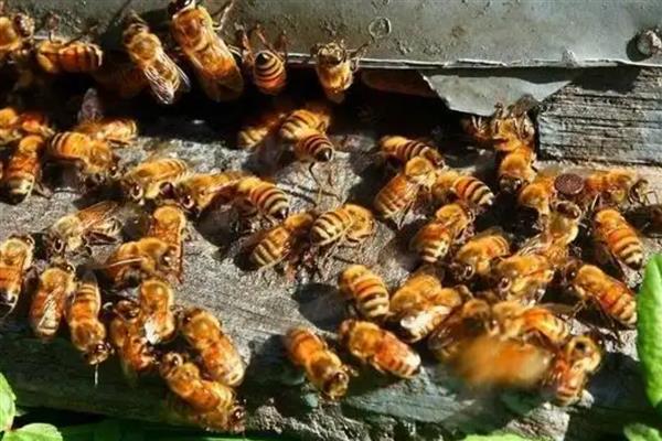 诱蜂水的配方，常见以下2种配方