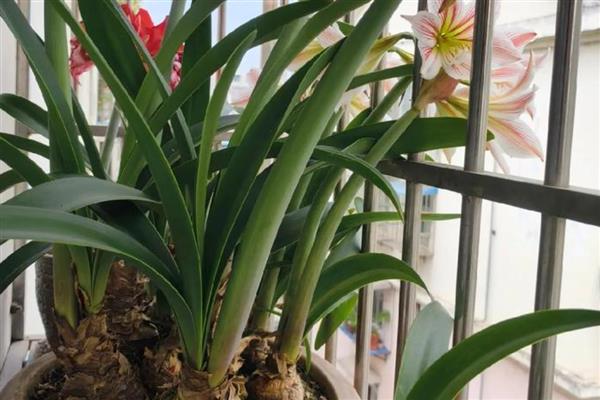 怎么盆栽朱顶红，温度以18-22℃为宜