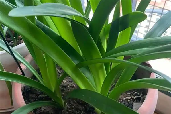 怎么盆栽朱顶红，温度以18-22℃为宜