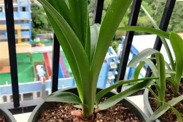 怎么盆栽朱顶红，温度以18-22℃为宜