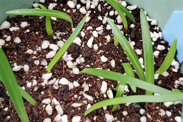 怎么盆栽朱顶红，温度以18-22℃为宜