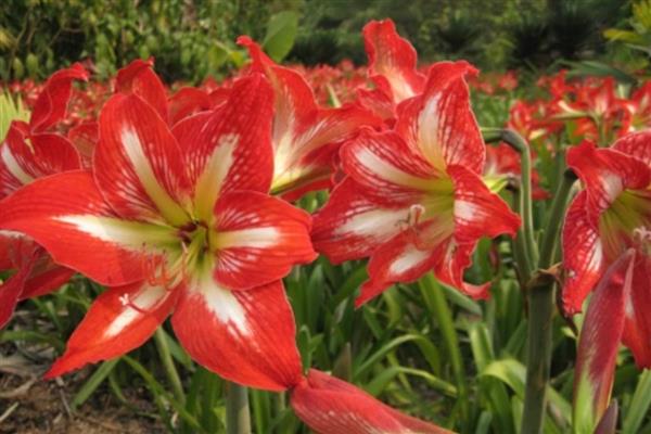 怎么盆栽朱顶红，温度以18-22℃为宜