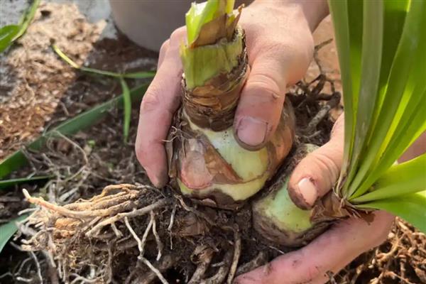 怎么盆栽朱顶红，温度以18-22℃为宜