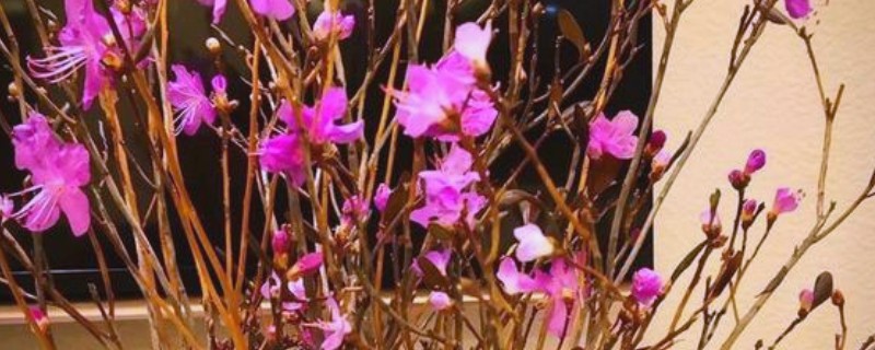 干枝杜鹃的花可以开多长时间，可以开放三个月左右