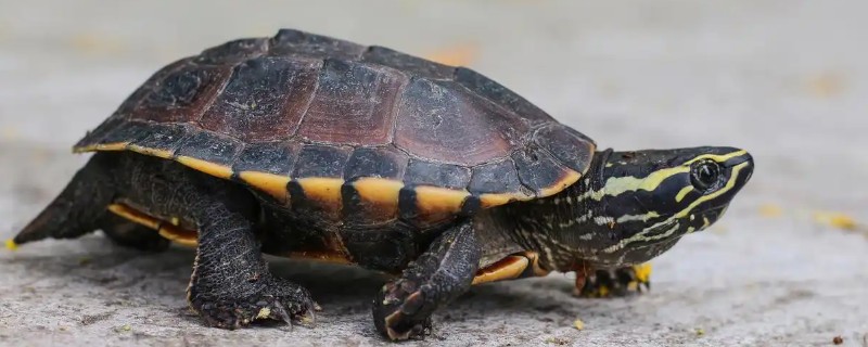 乌龟疥疮病的病症表现，患病初期出现单个或数个白色疥疮