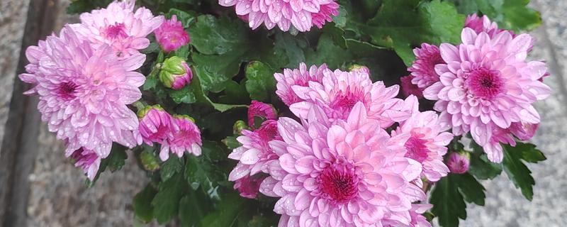 菊花的开放时间，花朵主要出现在秋季