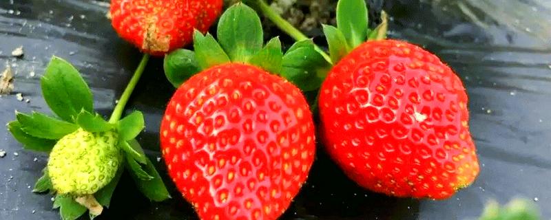 奶油草莓品种简介，自带一股淡淡的牛奶香味