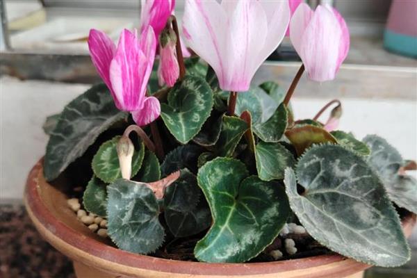 仙客来是否适合家养，仙客来适合家养