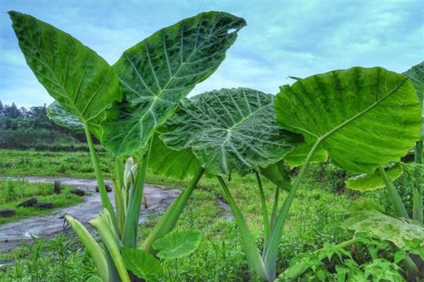 滴水观音中毒多长时间发作,一天内发作