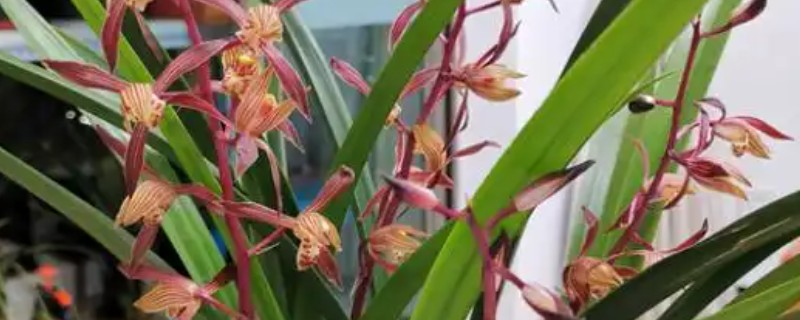 夏天怎么养护墨兰，需及时遮阴