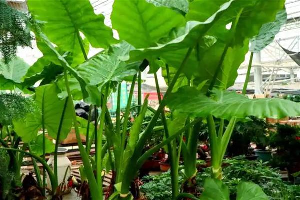 滴水观音中毒多长时间发作,一天内发作