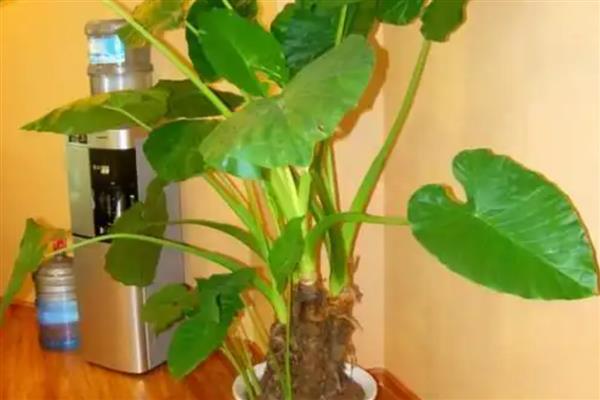 滴水观音中毒多长时间发作,一天内发作