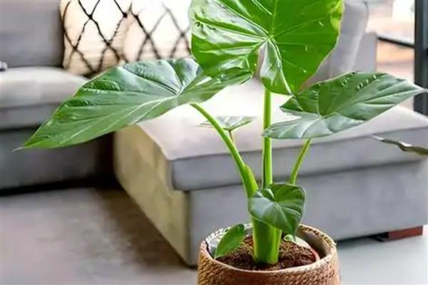 滴水观音中毒多长时间发作,一天内发作