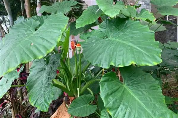 滴水观音中毒多长时间发作,一天内发作