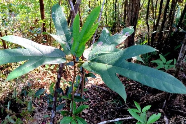 五指毛桃的种植技术，适宜在2-3月份进行移栽