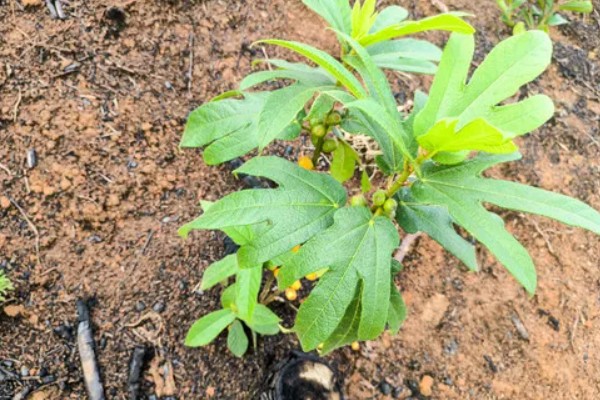 五指毛桃的种植技术，适宜在2-3月份进行移栽