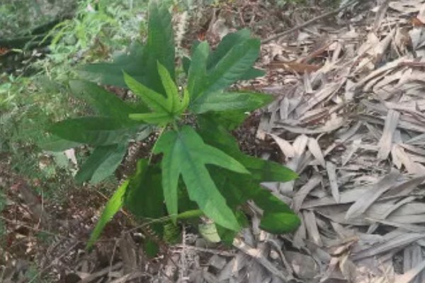 五指毛桃的种植技术，适宜在2-3月份进行移栽