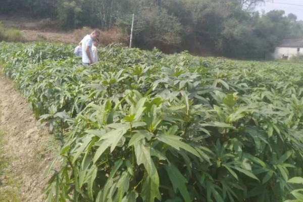五指毛桃的种植技术，适宜在2-3月份进行移栽