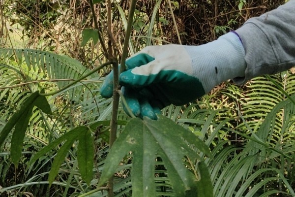 五指毛桃的种植技术，适宜在2-3月份进行移栽