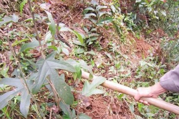 五指毛桃的种植技术，适宜在2-3月份进行移栽